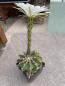 Preview: Echinopsis eyriesii